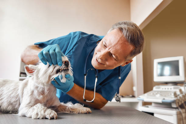 Best Emergency Root Canal Treatment in Chevy Chase Heights, PA